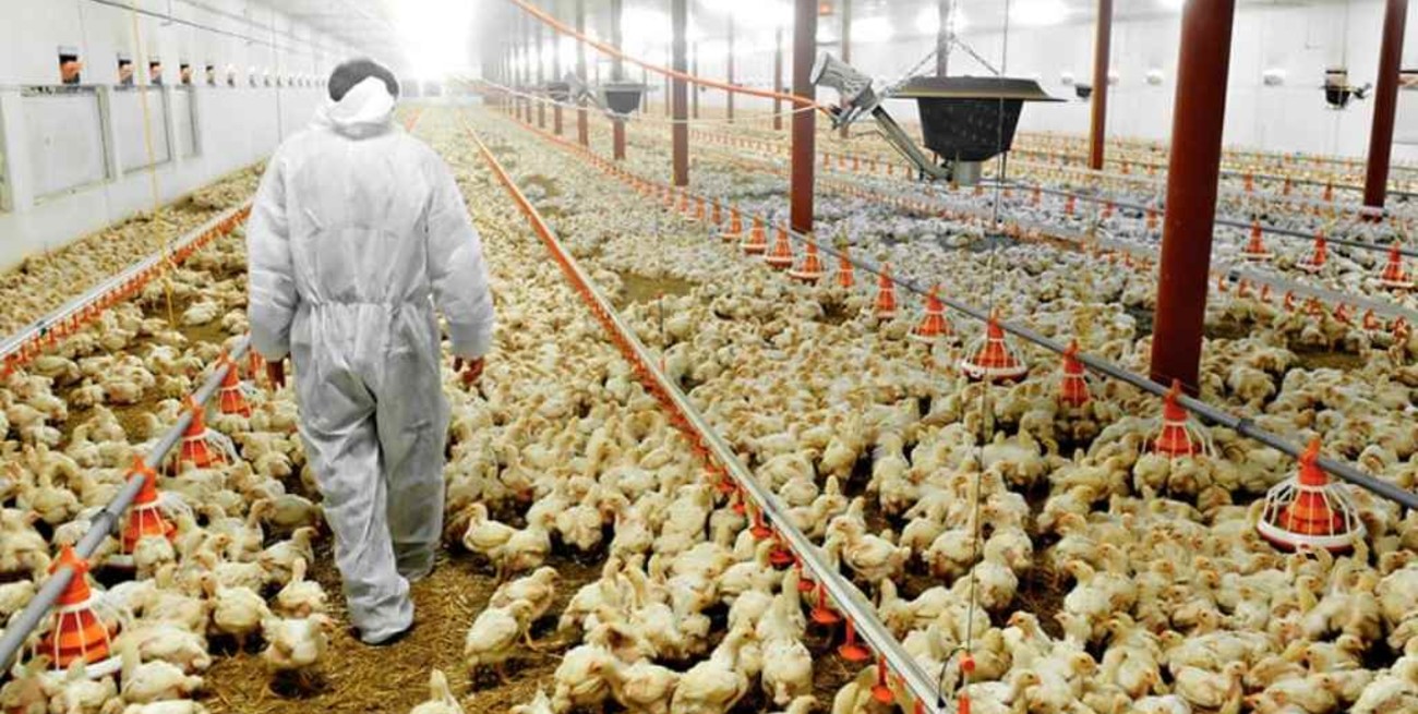 Productores avícolas alertan sobre despidos si no les permiten actualizar los precios   