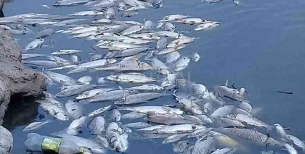 Mortandad de peces: el municipio esperancino participó del control en el río Salado