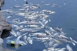 ELLITORAL_342509 |  Gentileza