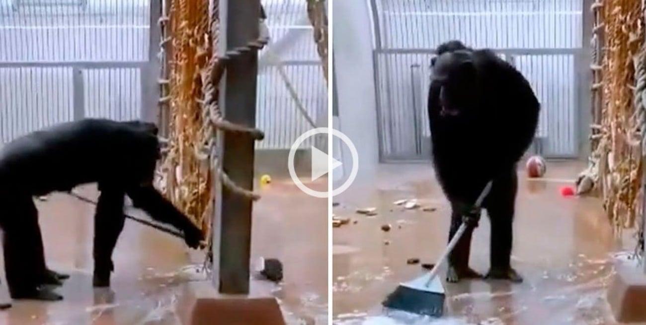 Video: chimpancé encontró una escoba y se puso a limpiar su jaula