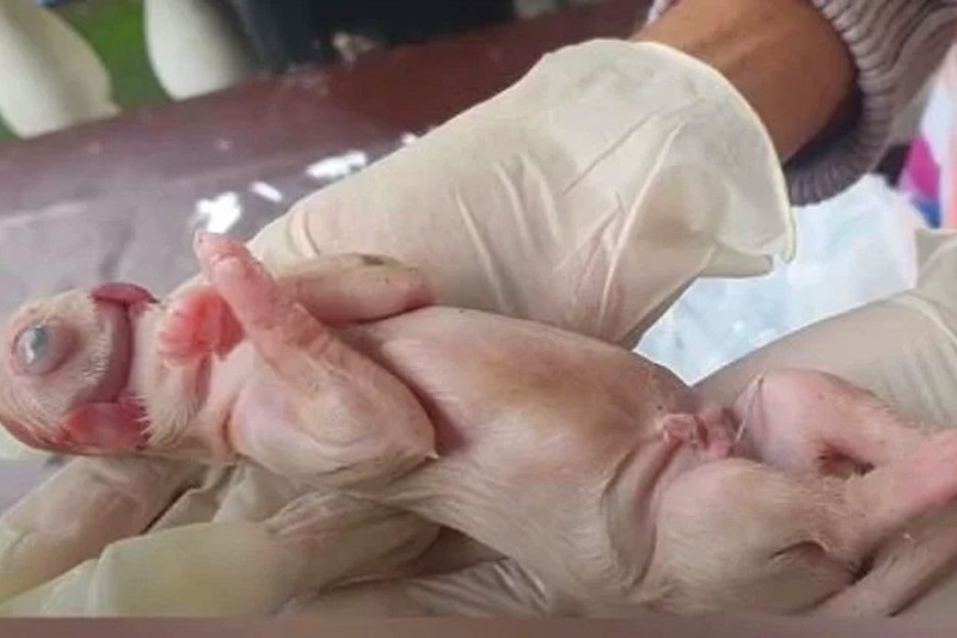 ELLITORAL_357091 |  Gentileza