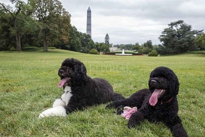 ELLITORAL_351006 |  Gentileza Bo y Sunny, los perros de Obama.