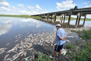 ELLITORAL_342056 |  Manuel Fabatía La imagen impacta y genera tristeza. La mortandad de peces en el río Salado, una más de las consecuencias que apareja la bajante histórica.