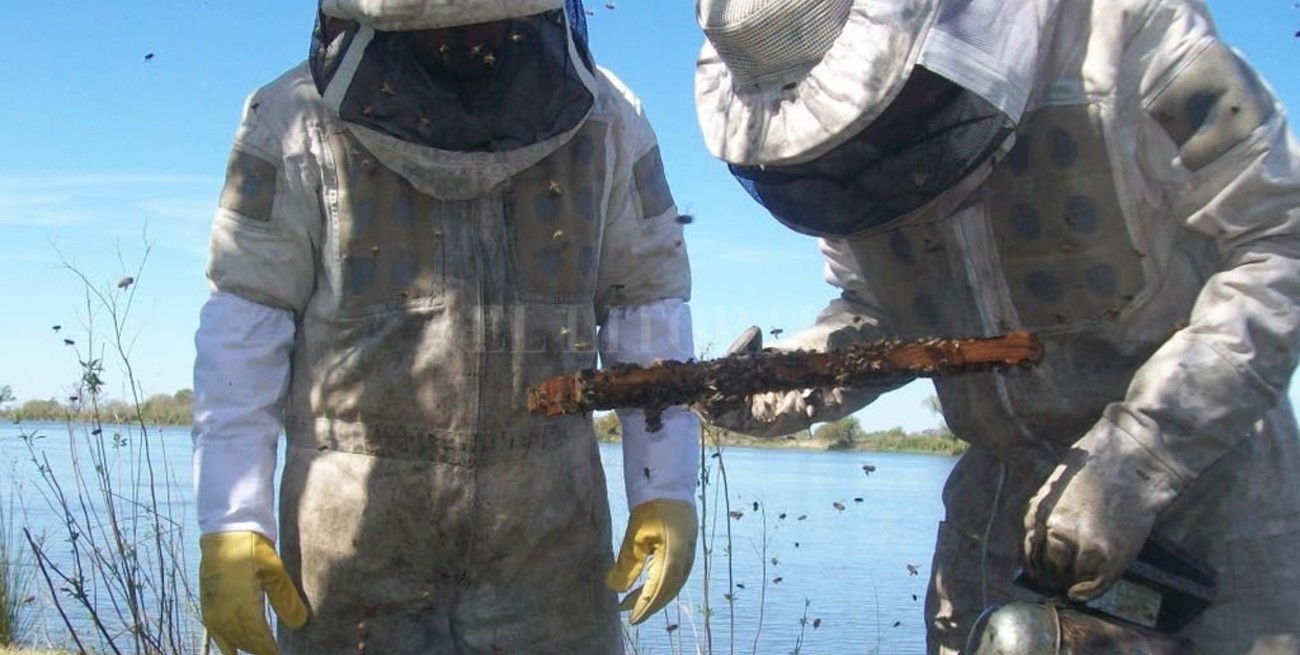 Santa Fe se consolida como productora de miel orgánica   