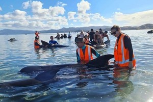 ELLITORAL_358228 |  Gentileza