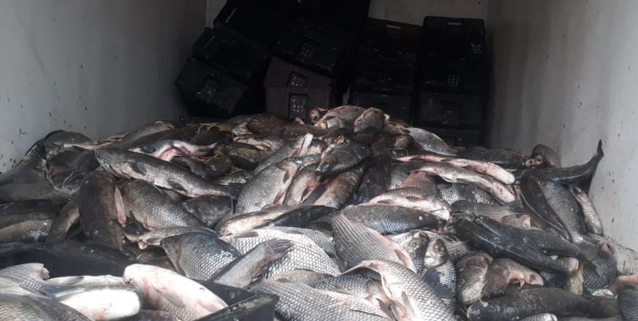 Gendarmería secuestró más de una tonelada de pescado en mal estado en Santa Fe