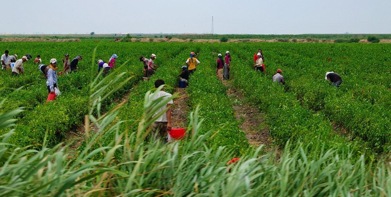 Procesan a directivos de una productora de frutos rojos por "trata laboral" de migrantes