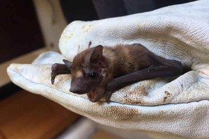 Gentileza Romina Pavé Los murciélagos toleran altas cargas virales sin enfermarse, por eso se los considera potenciales transmisores de enfermedades.