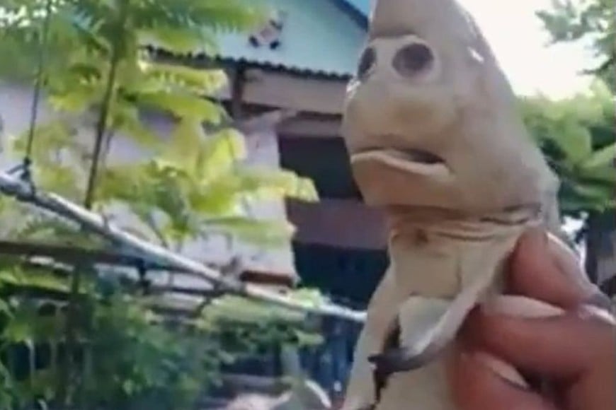 ELLITORAL_358503 |  Gentileza