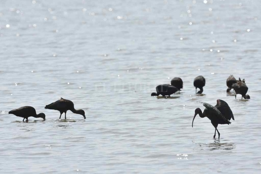 ELLITORAL_334877 |  Flavio Raina Favorecidas. La bajante también es evidente en la laguna Juan de Garay, y las aves acuáticas aprovechan la situación que les facilita conseguir alimentos.
