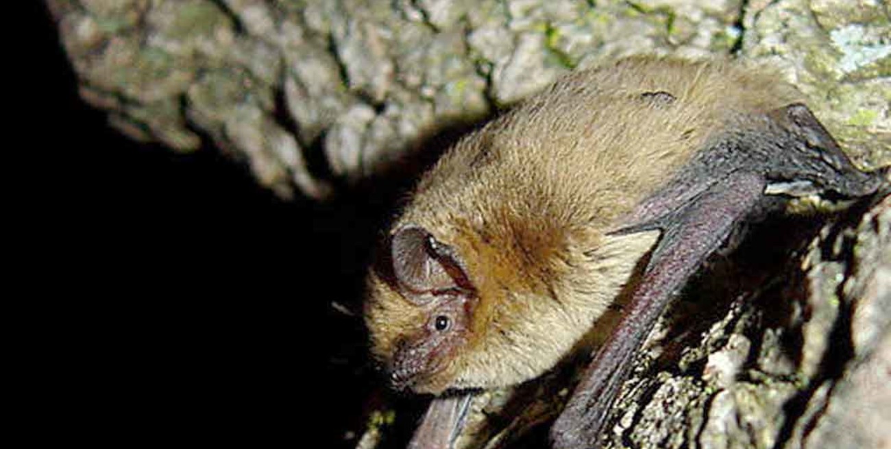 Murciélago con rabia: el lunes vacunarán a todas las mascotas