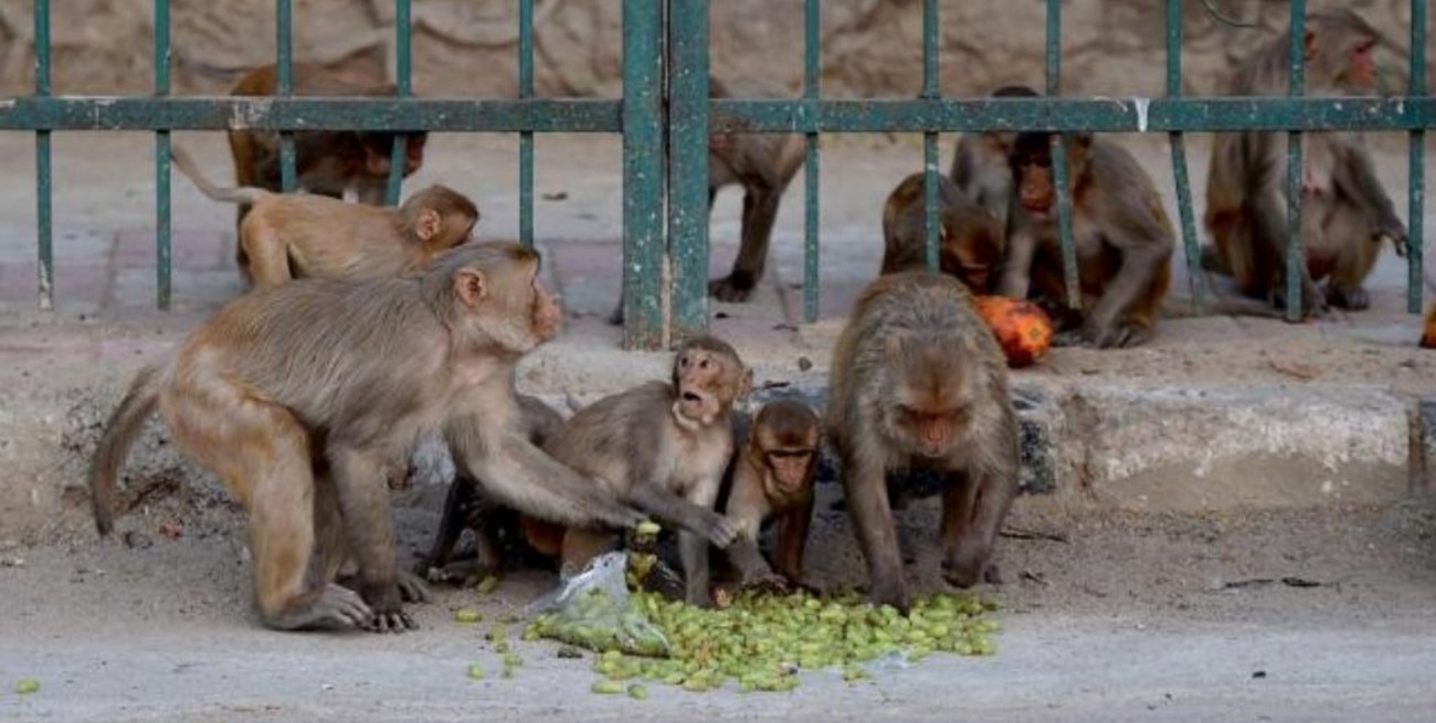India: monos roban muestras de pacientes ingresados por Covid-19 en un hospital