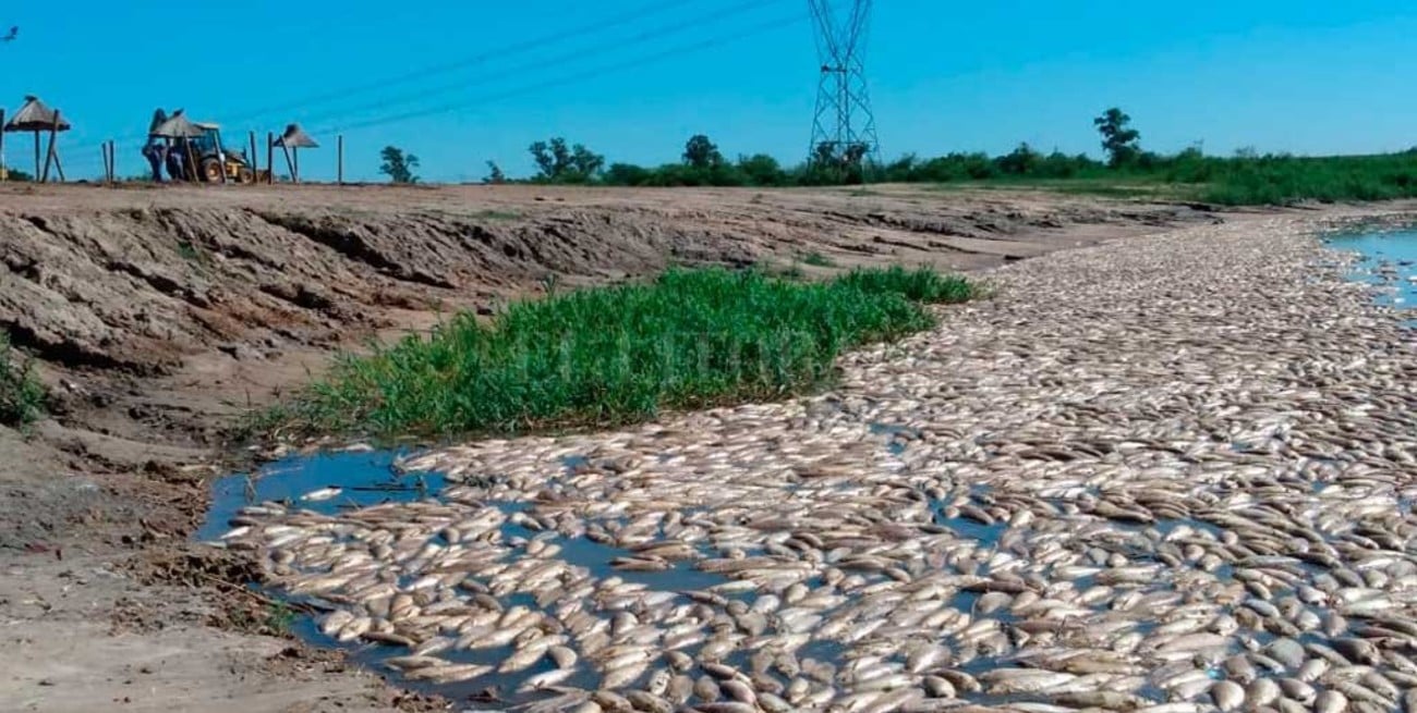 Una imagen que duele: cientos de peces muertos en aguas del Río Salado