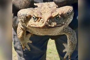Bomberos Granadero Baigorria