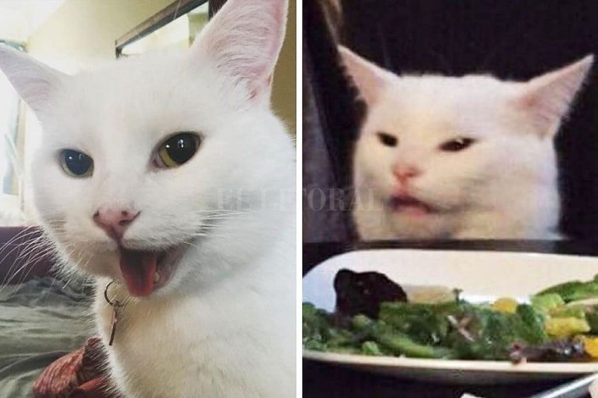 ELLITORAL_261387 |  Captura digital Smudge the Cat.