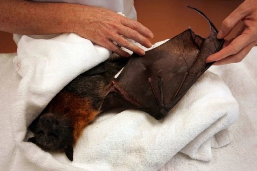 ELLITORAL_362638 |  Gentileza