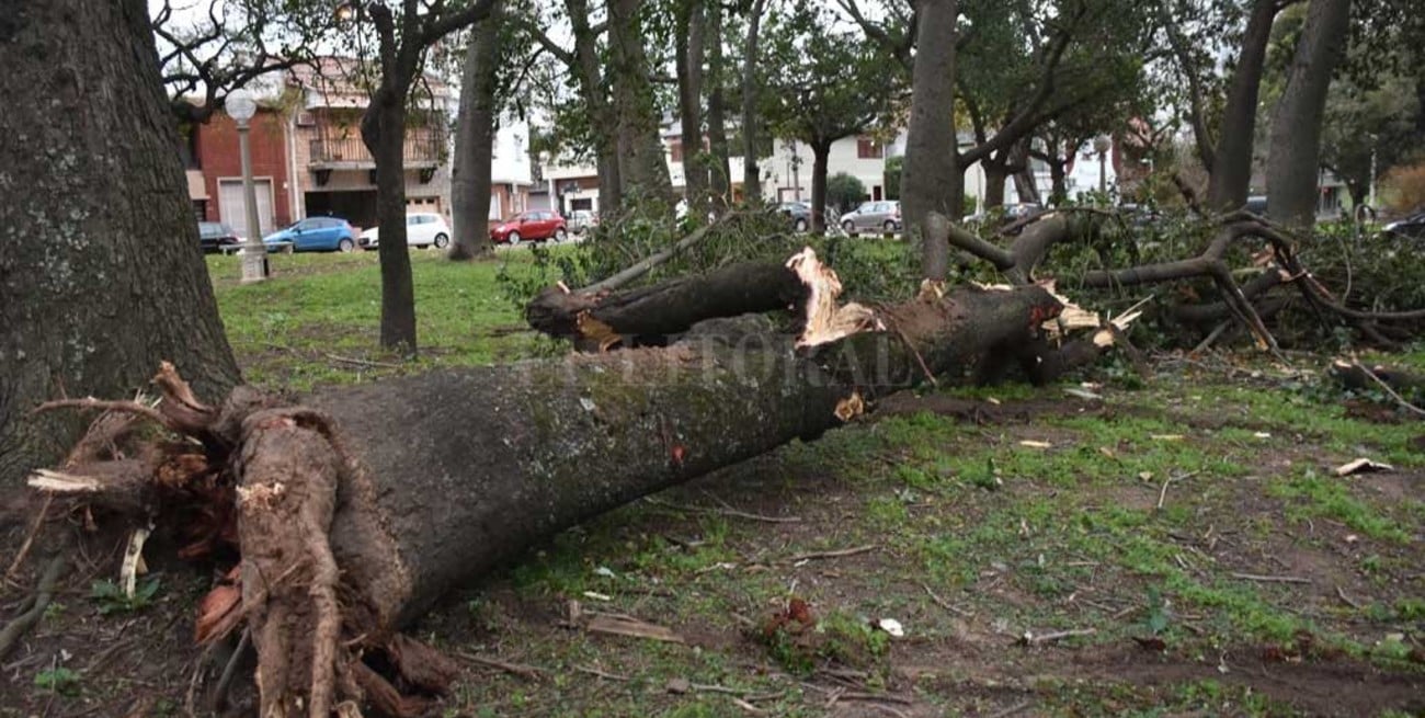 Ráfagas de viento de 79 km/h tumbaron árboles y dejaron varios barrios sin luz
