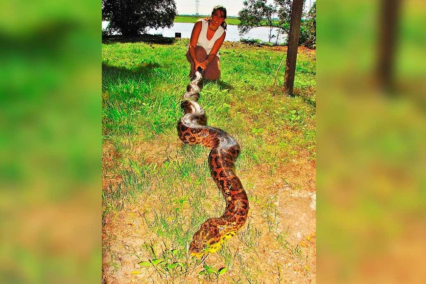 ELLITORAL_319247 |  Gentileza La investigadora Vanesa Arzamendia, durante un trabajo de campo, con una curiyú de 30 kg. y 3,20 metros de largo. Una especia vulnerable en Argentina y el predador tope en el río Paraná.