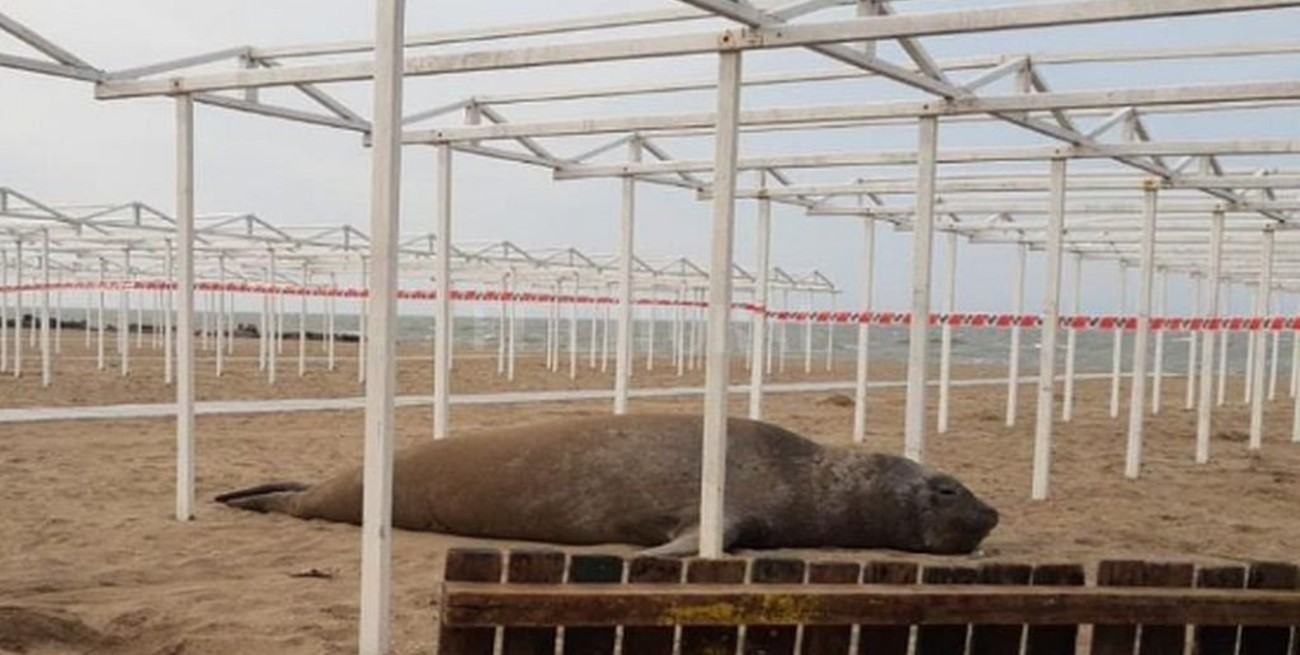 Un elefante marino se instaló en la playa y los Bomberos lo custodiaron