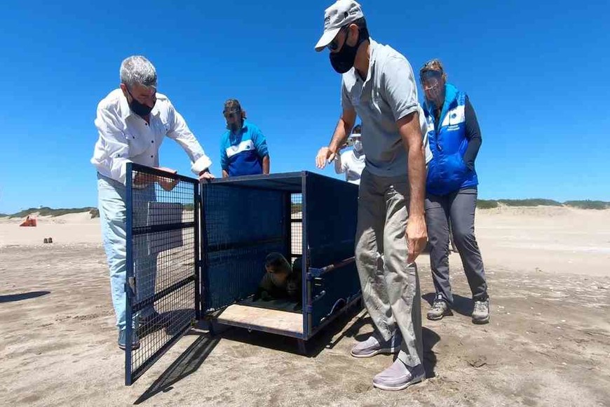 ELLITORAL_342089 |  Gentileza Mundo Marino