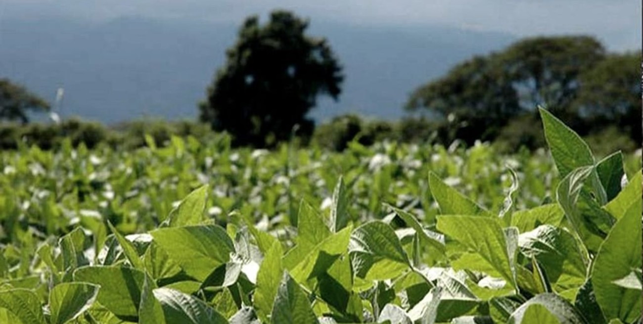 Prevén baja de 25% en la producción de soja en Entre Ríos