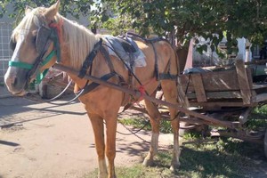 Gentileza El animal rescatado está siendo asistido.