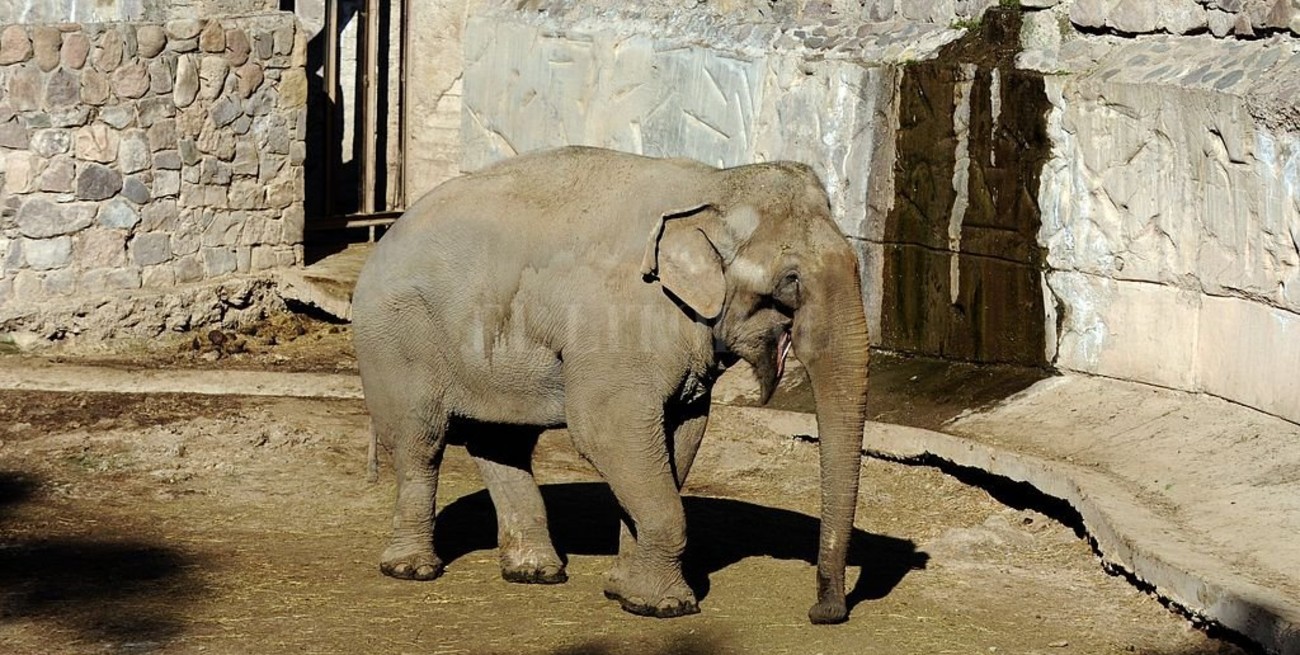 Preparan el traslado de dos elefantas del Ecoparque mendocino a un santuario de Brasil