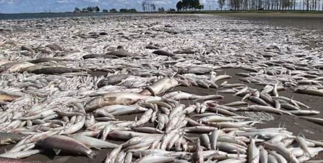 Miles de peces aparecieron muertos en una laguna de Junín