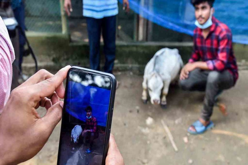 ELLITORAL_389559 |  Imagen ilustrativa Rani es una locura, ya que tiene una gran posibilidad de tener su nombre en el Libro Guinness de los récords mundiales , afirmó su dueño.