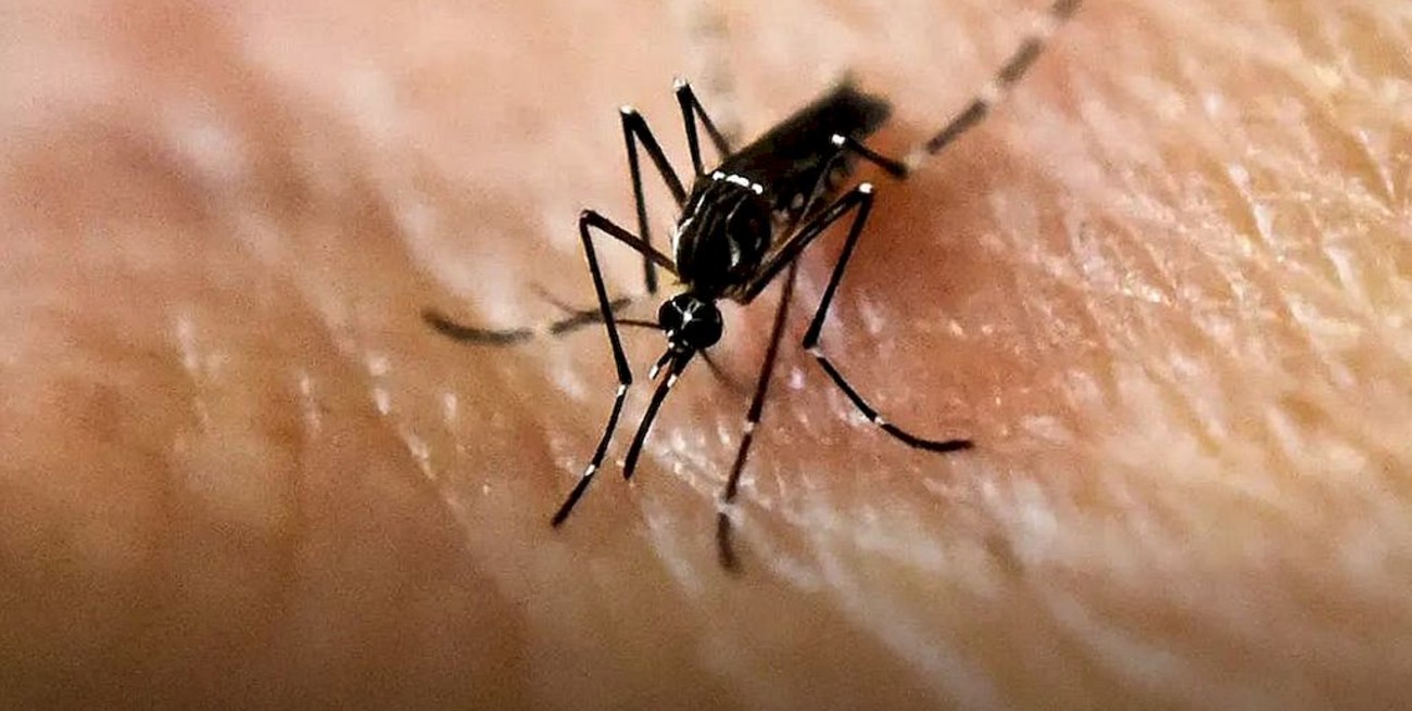 Los casos de dengue en la provincia de Santa Fe ascienden a 4.733
