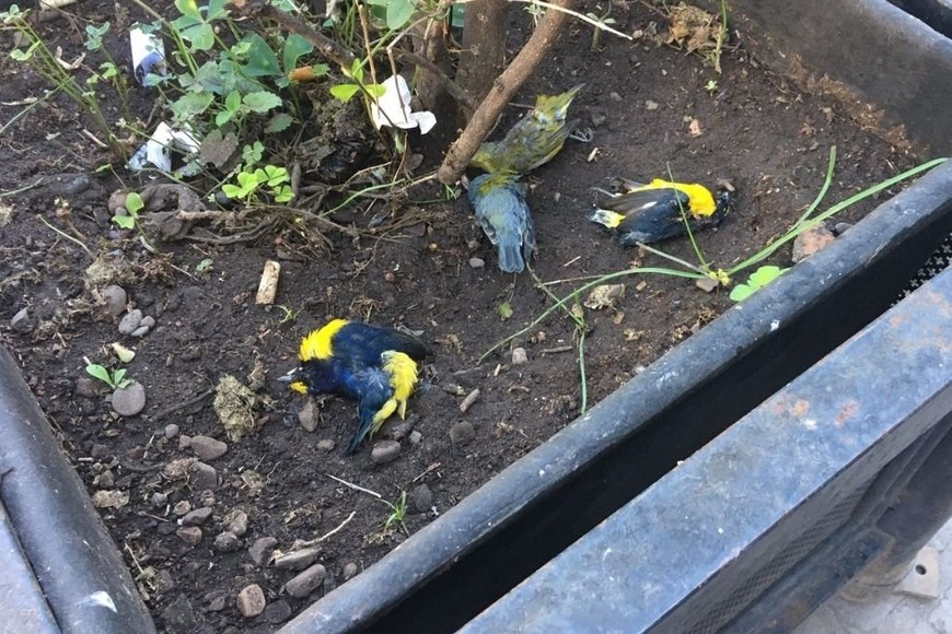 ELLITORAL_382718 |  Gentileza