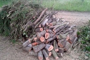 ELLITORAL_375207 |  Gentileza Los restos de poda, tras ser  chipeados , pueden volverse una valiosa fuente de energía alternativa.