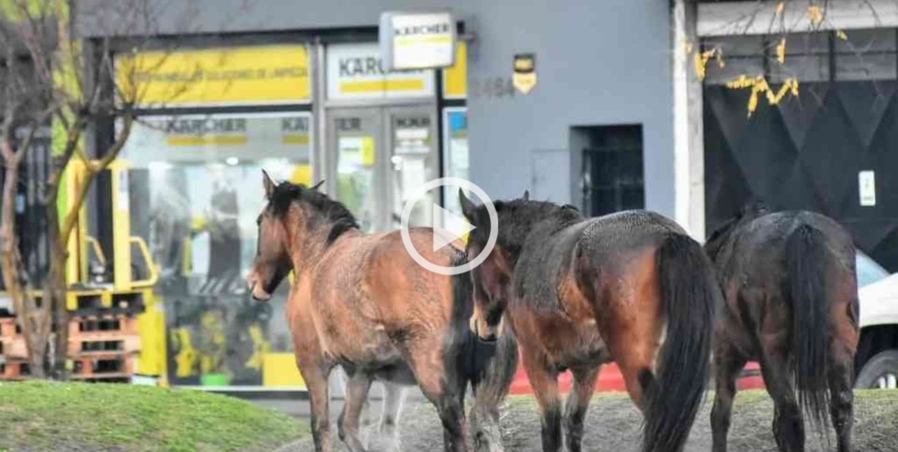 Video: aparecieron cuatro caballos sueltos en plena avenida de Mar del Plata