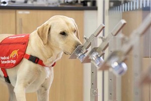 ELLITORAL_302262 |  Gentileza