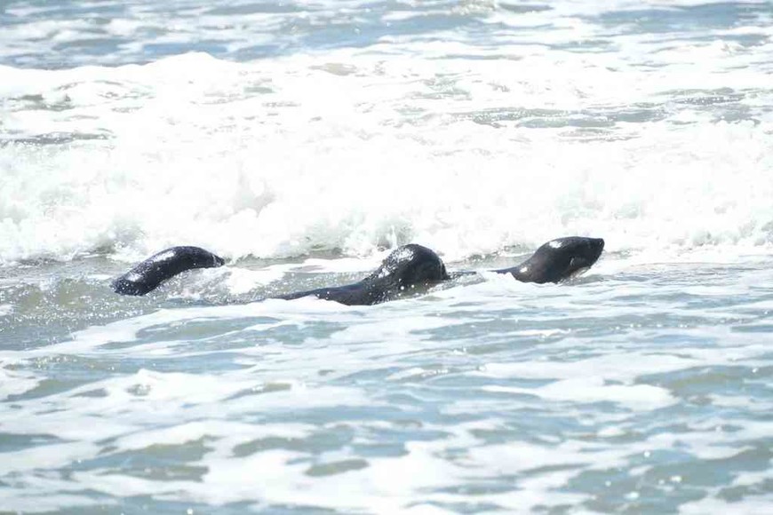 ELLITORAL_342090 |  Gentileza Mundo Marino