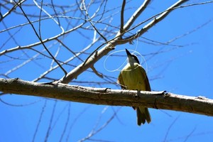ELLITORAL_336951 |  Gentileza Un ave con una tanza de pesca enredada en su pico, un claro ejemplo de la interrelación entre la fauna y el plástico.