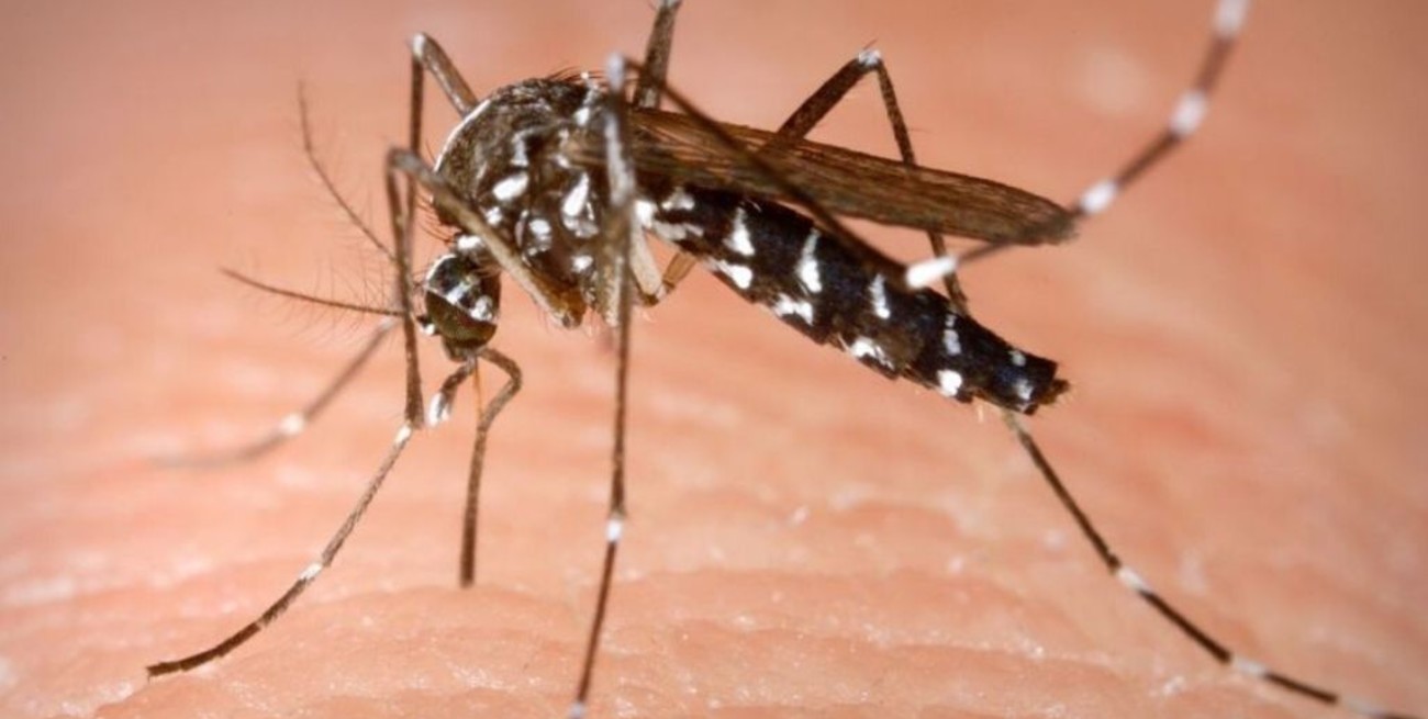 Confirman el primer caso de dengue en la ciudad 