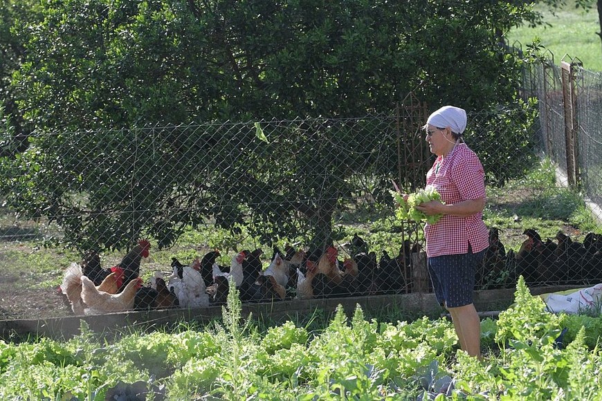 ELLITORAL_377556 |   Huerta y animales. Las EFA están ubicadas en zonas rurales justamente porque el objetivo es enseñarle a los alumnos todo lo que tiene que ver con el medio que los rodea.