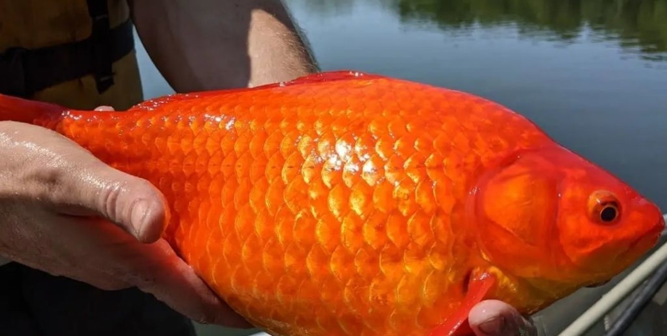 Aparecen decenas de peces dorados gigantes en lagos de Minnesota