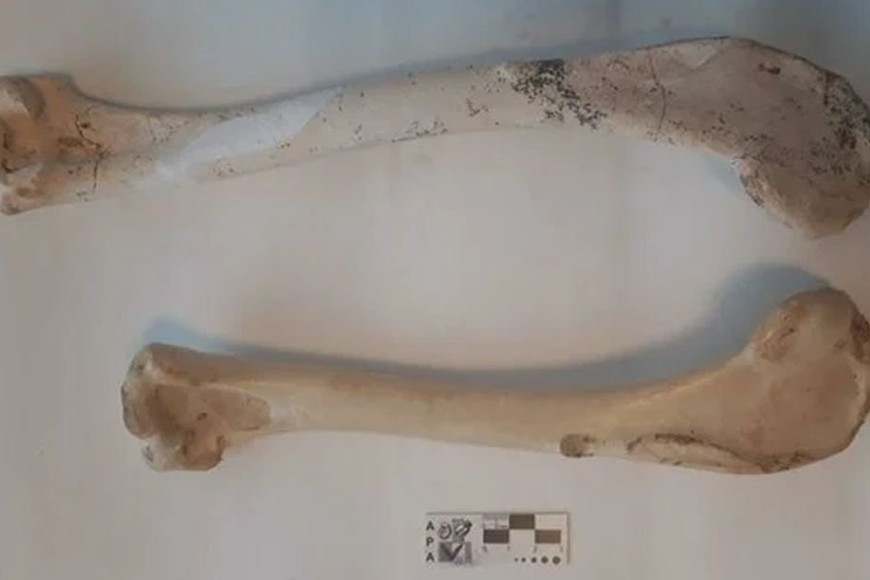 ELLITORAL_378135 |  Captura de pantalla Comparación con el cóndor andino