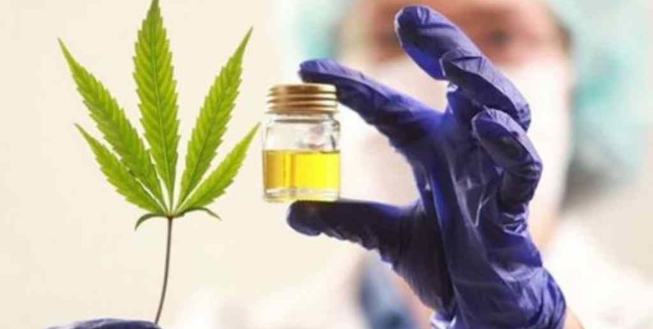El INTI analizará flores secas de cannabis para la elaboración de derivados médicos