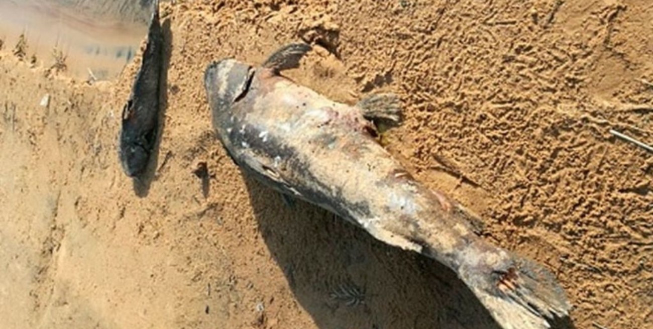 Hallaron peces muertos en la orilla del río Paraná en Corrientes