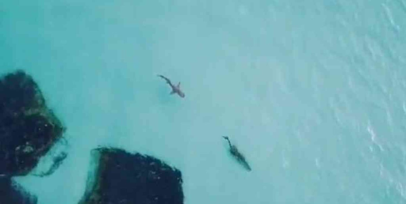 Captura de video Las imágenes fueron tomadas por un dron en una playa australiana.