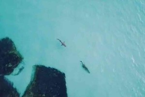 ELLITORAL_370579 |  Captura de video Las imágenes fueron tomadas por un dron en una playa australiana.