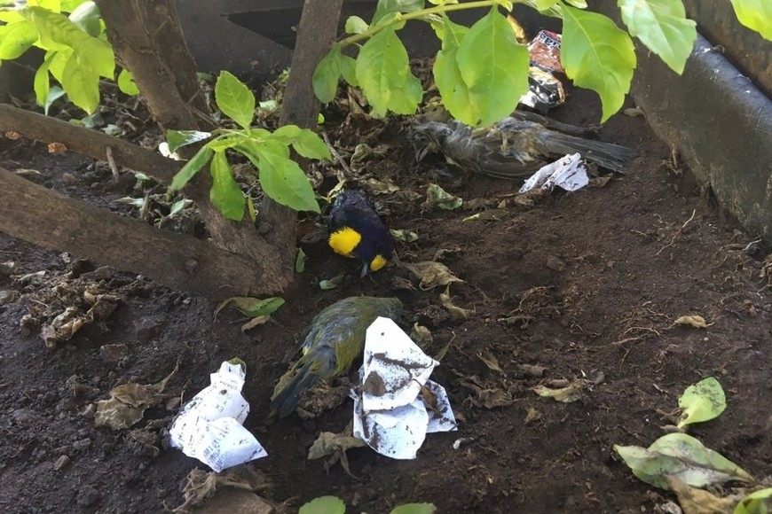 ELLITORAL_382719 |  Gentileza