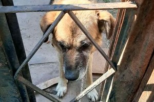 ELLITORAL_328874 |  El Litoral Proteccionistas animales rescataron un perro que llevaba un año encerrado, en una casa deshabitada de calle La Pampa al 6100.