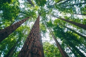 ELLITORAL_400951 |  Gentileza