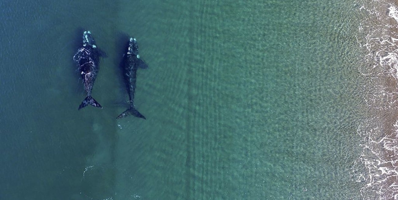 Fotos: Ballenas llegan a la Península Valdés para tener sus crías
