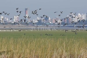 Mauricio Garín El especialista participó días atrás de un panel que abordó el tema: Conservación en tiempos de Covid-19