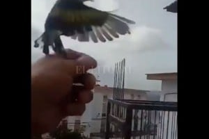 ELLITORAL_316900 |  Captura de Internet